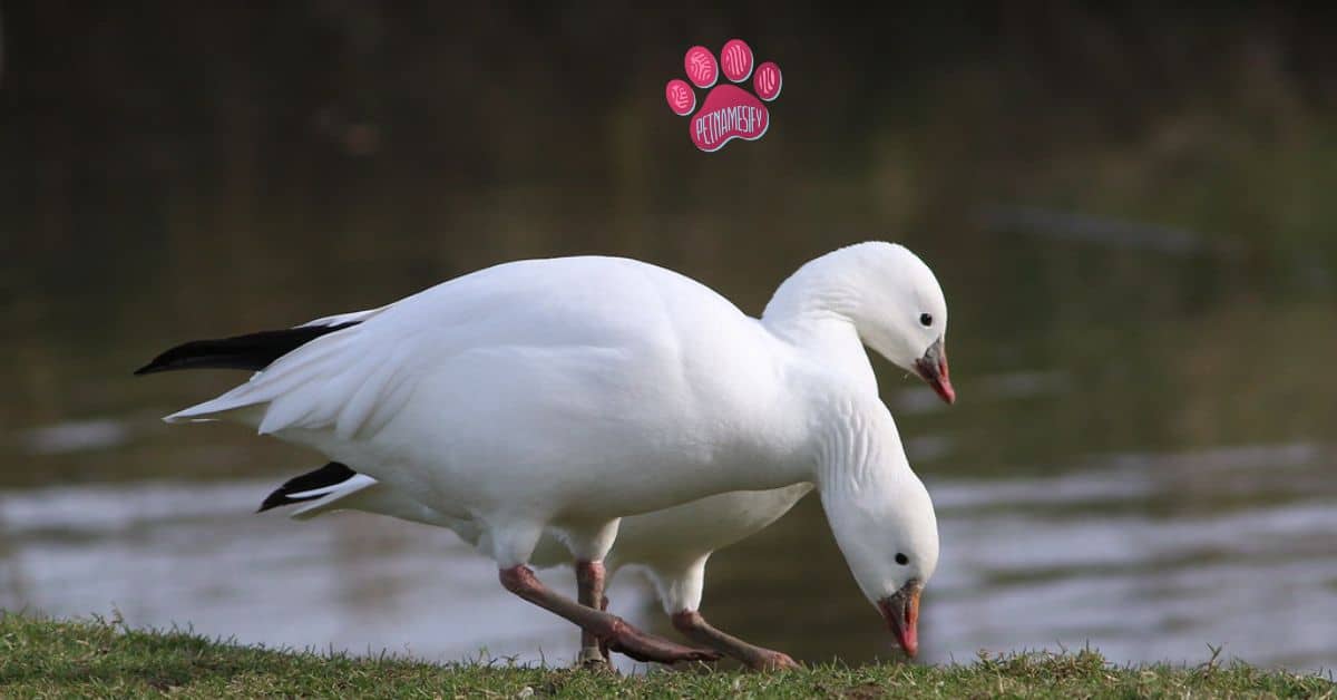 Male Goose Names