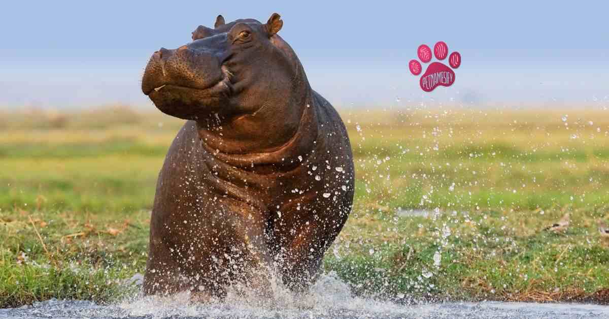 Famous Hippo Names