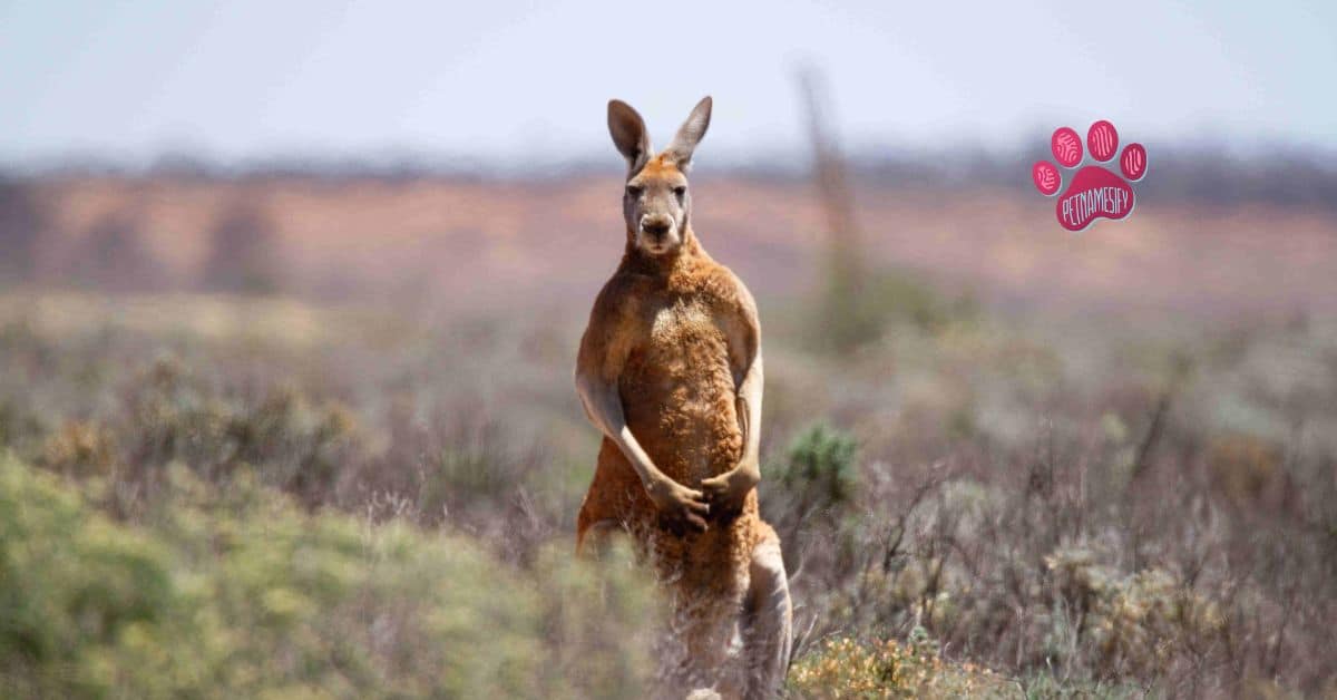 Cute Kangaroo Names