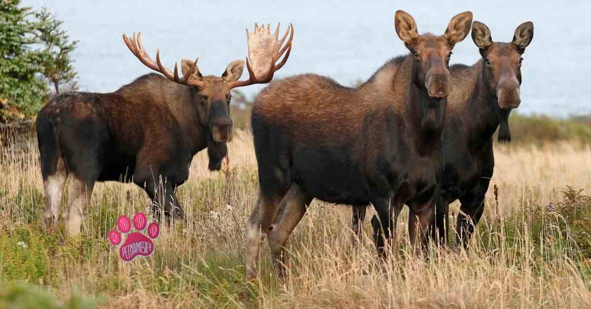 Cool Moose Names