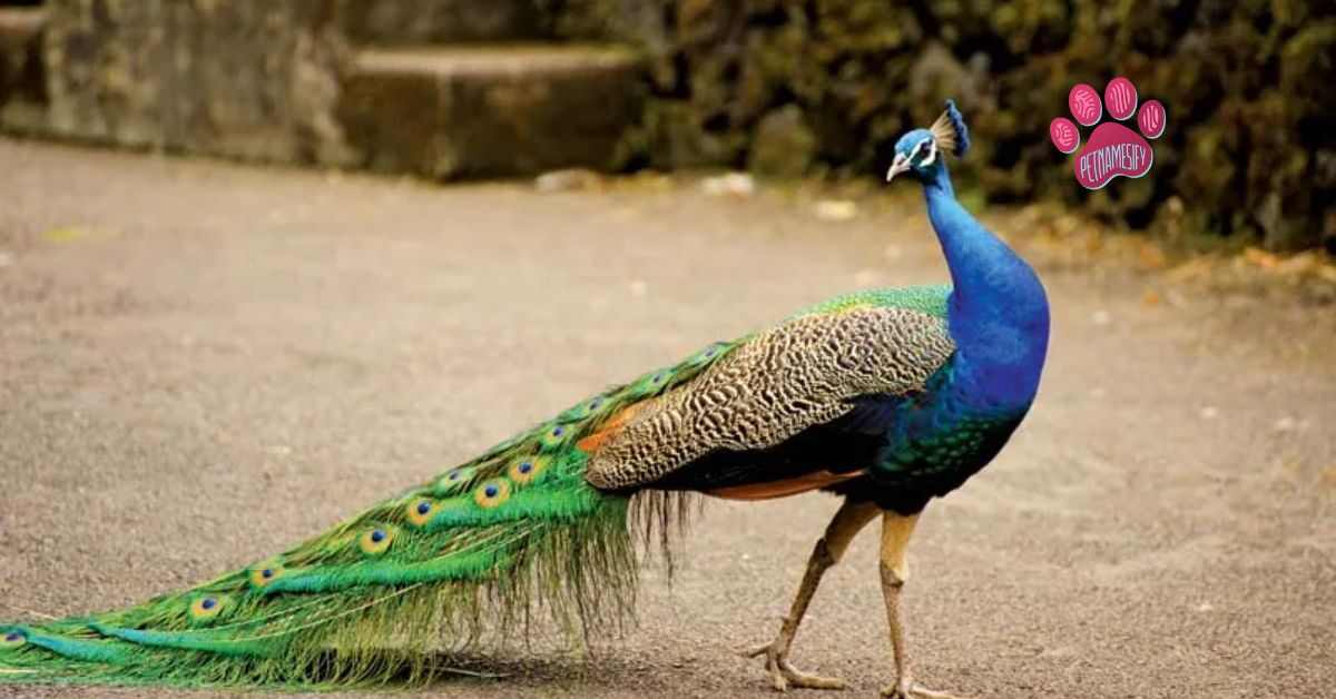 Popular Peacock Names