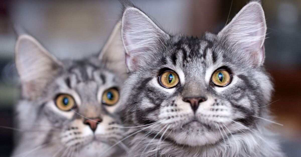 200+ Cute Twin Cat Names (Cool And Catchy Ideas)