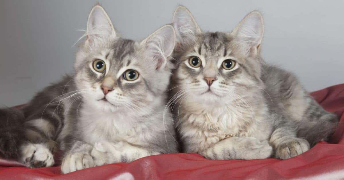 Cute Twin Cat Names