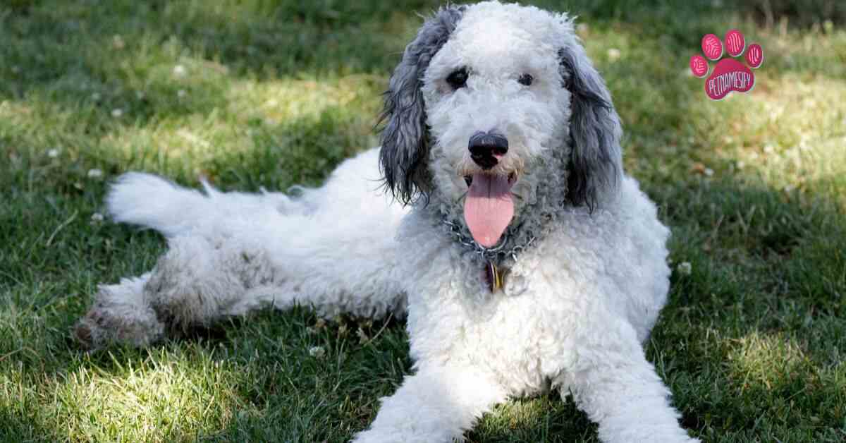 Bernedoodle Dog Bernedoodle Dog