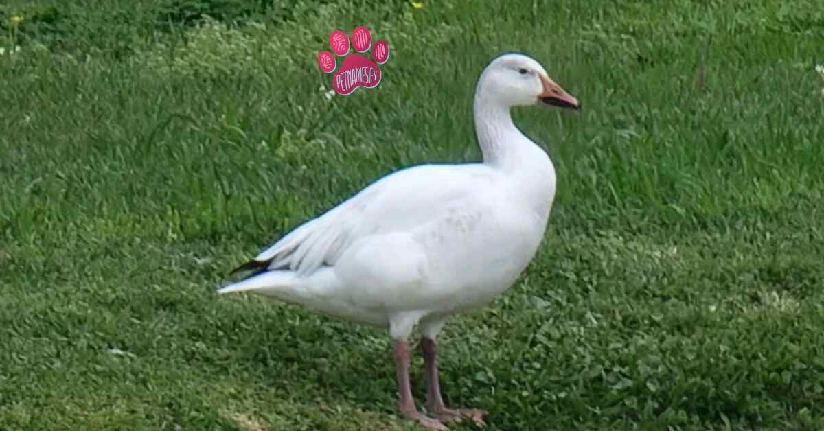 White Goose Names