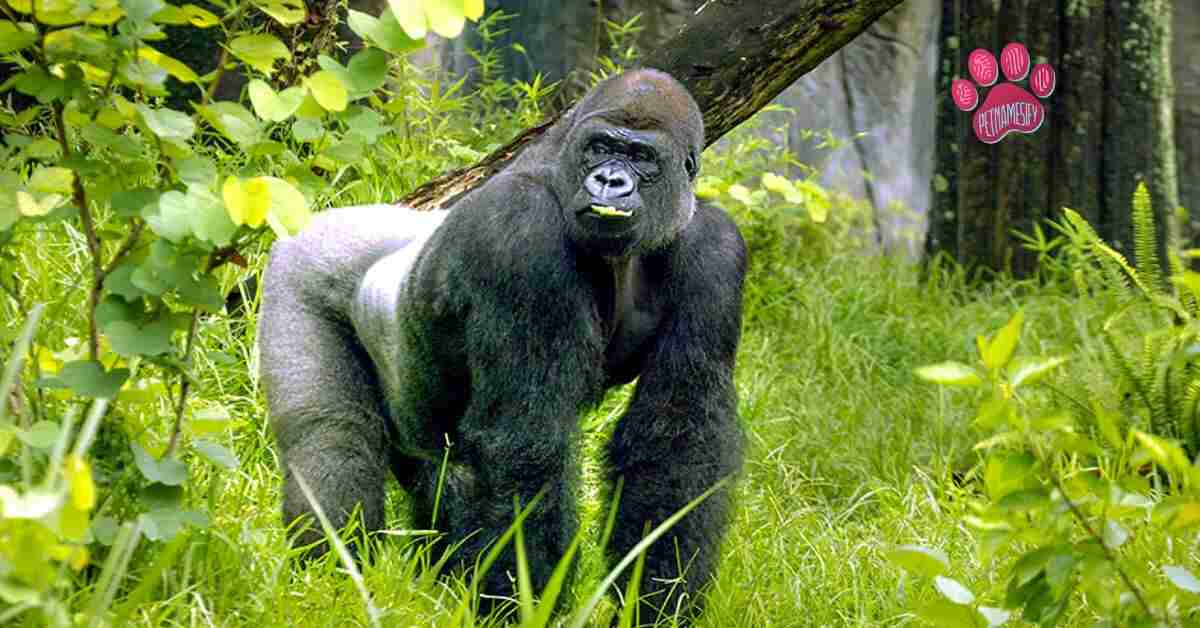 Badass Gorilla Names