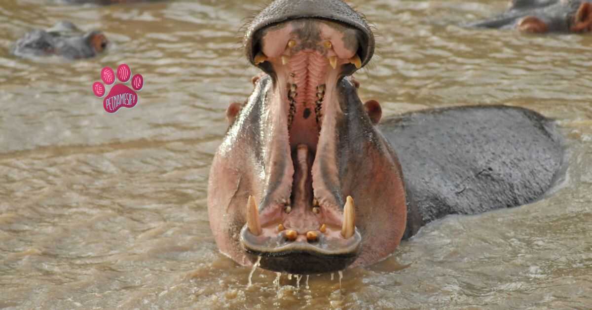 Male Hippopotamus Names