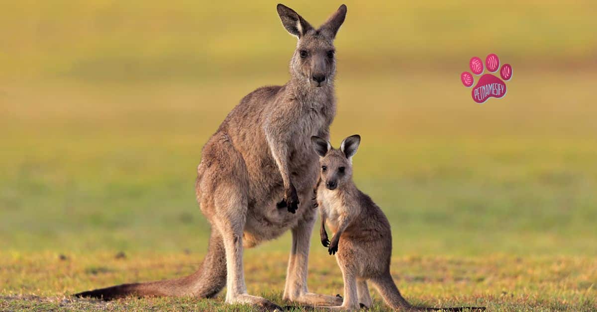 Small Kangaroo Names