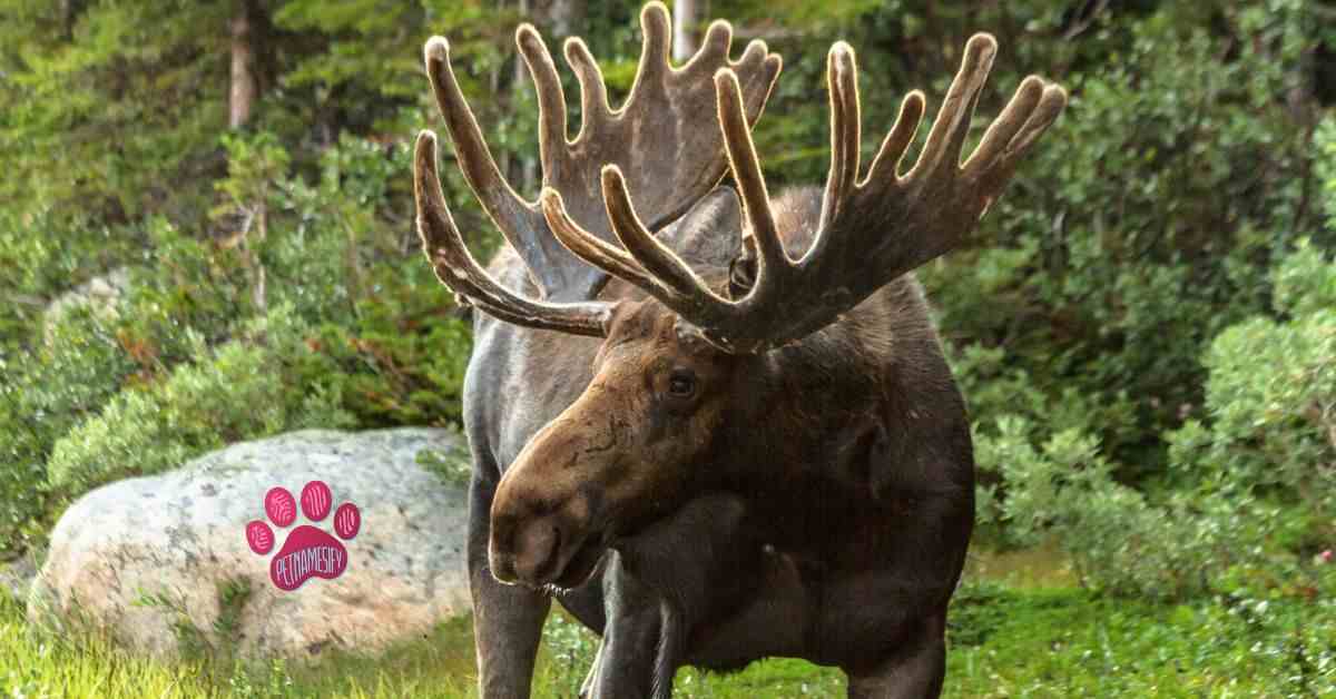 Nature-Inspired Moose Names