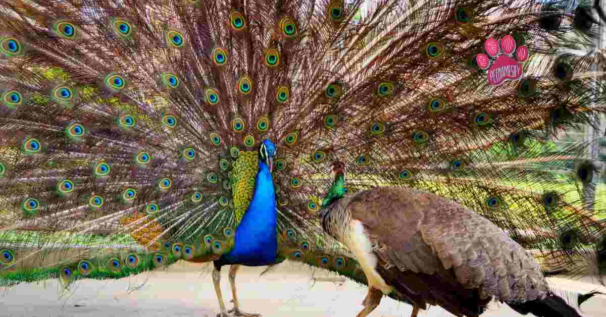 Peacock Pet Names