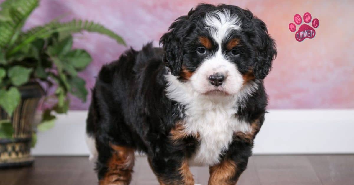 Color-Inspired Bernedoodle Dog Names