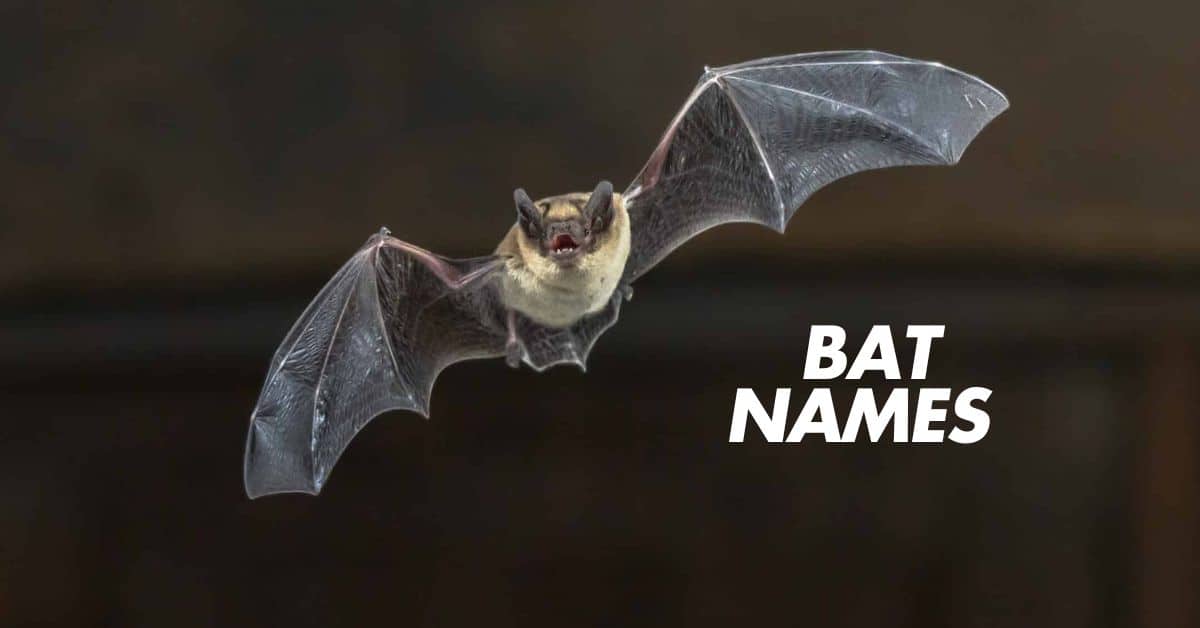 250+ Cool And Catchy Bat Names With Name Generator