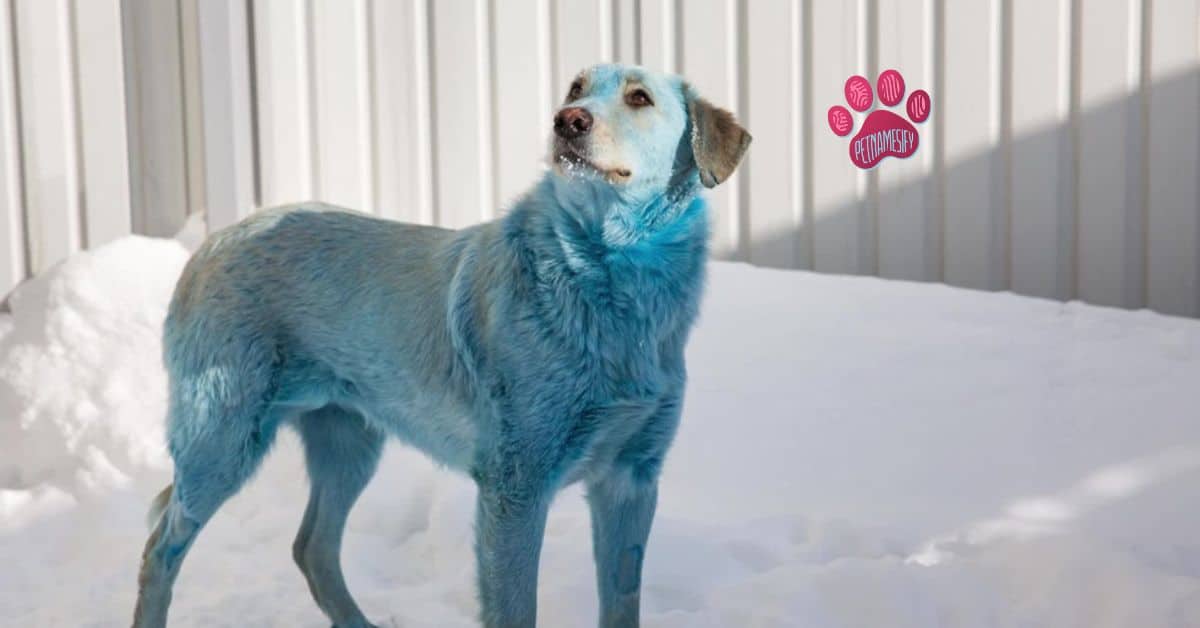 200+ Catchy Blue Dog Names For Your Male Or Female Pup 