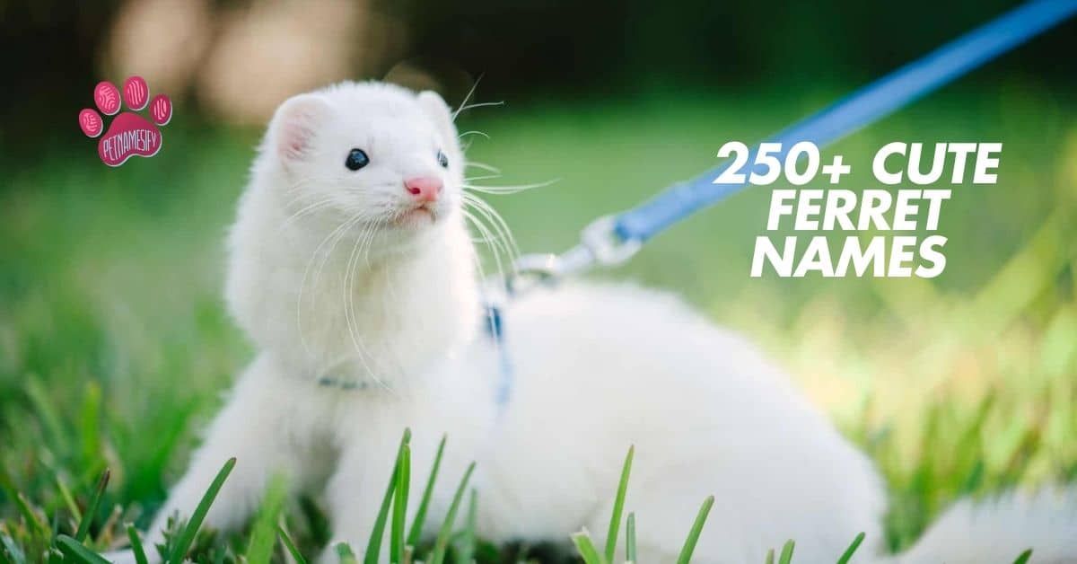 250+ Cute And Catchy Ferret Names With Name Generator