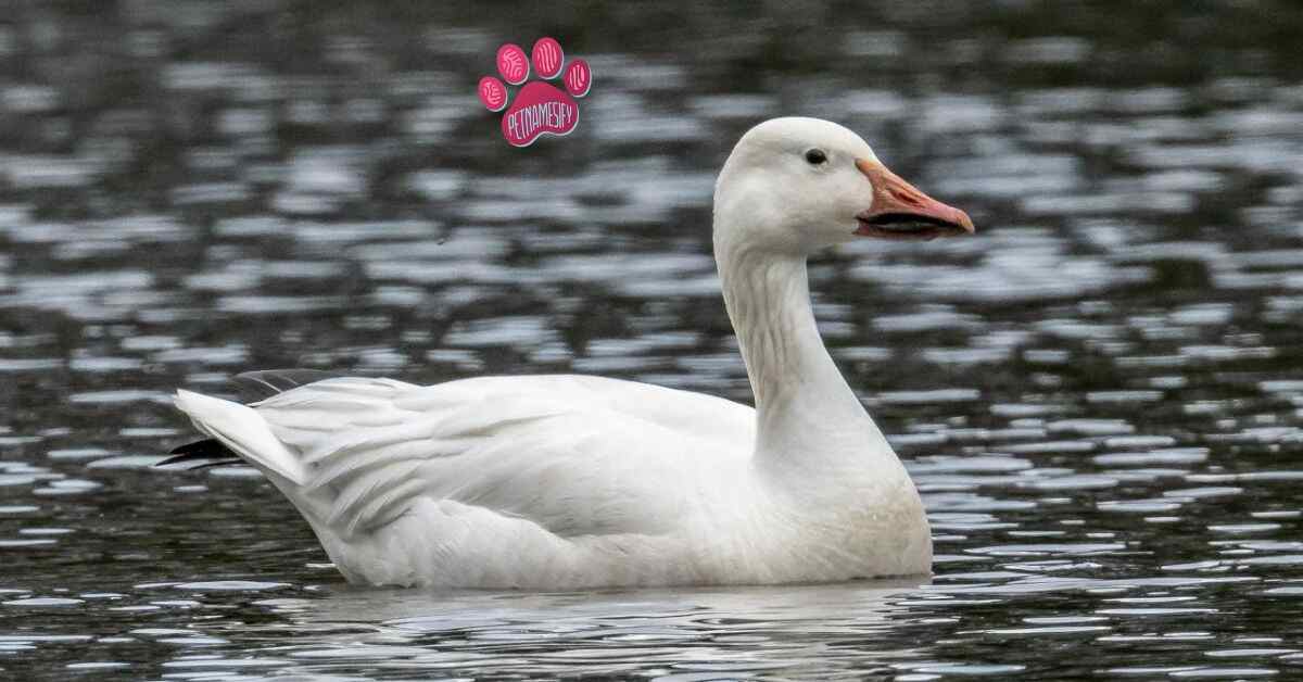 200+ Catchy Goose Names With Generator 2025