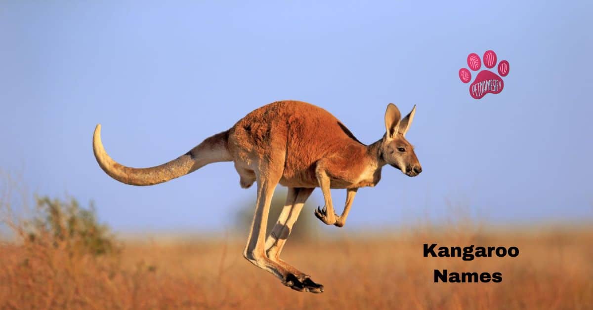 250+ Cute And Catchy Kangaroo Names With Generator