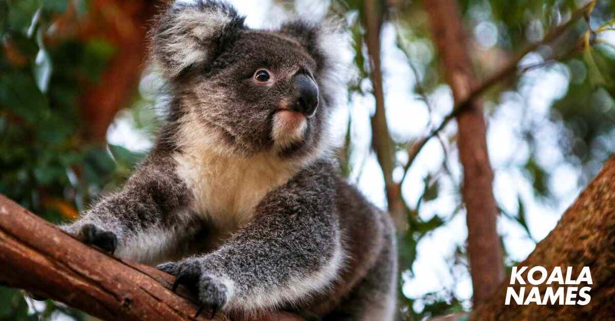 Koala Names Generator [340+ Fun & Meaningful Ideas]