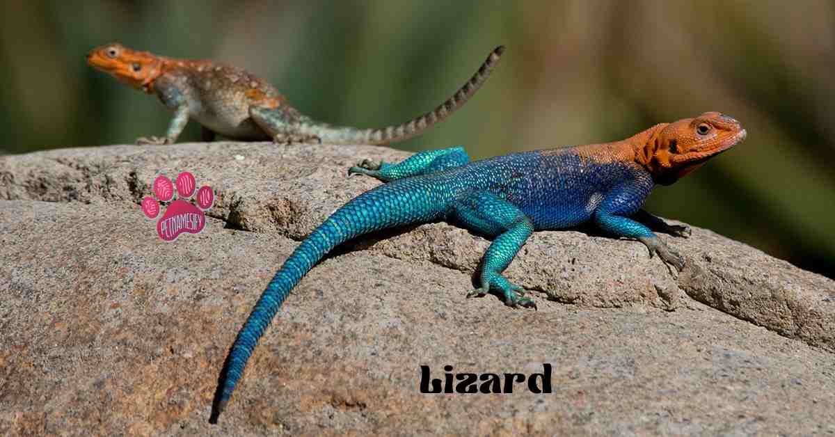 300+ Cute And Catchy Lizard Names With Name Generator