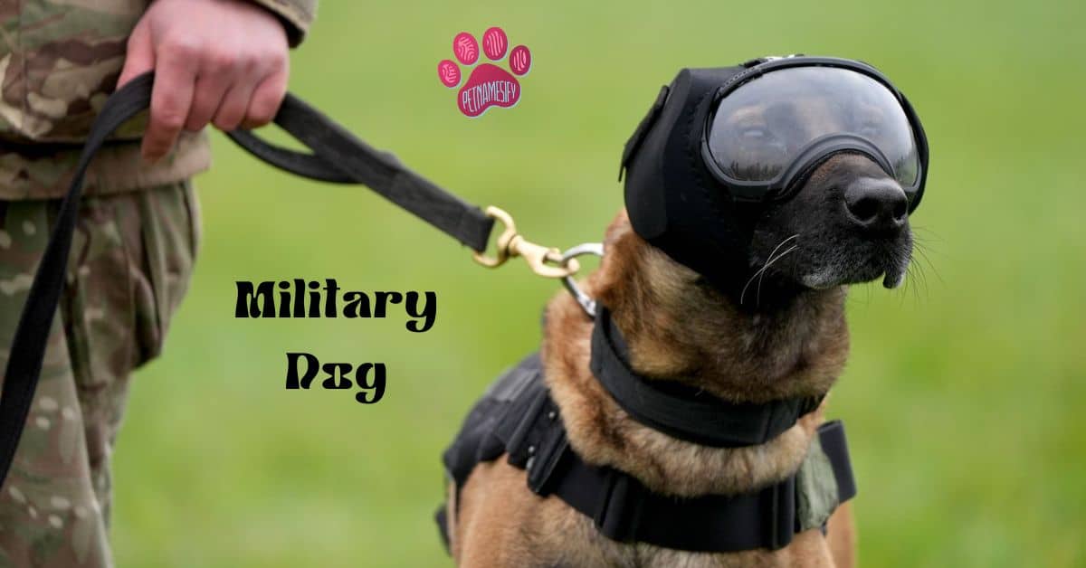 200+ Cool And Badass Military Dog Names With Name Generator