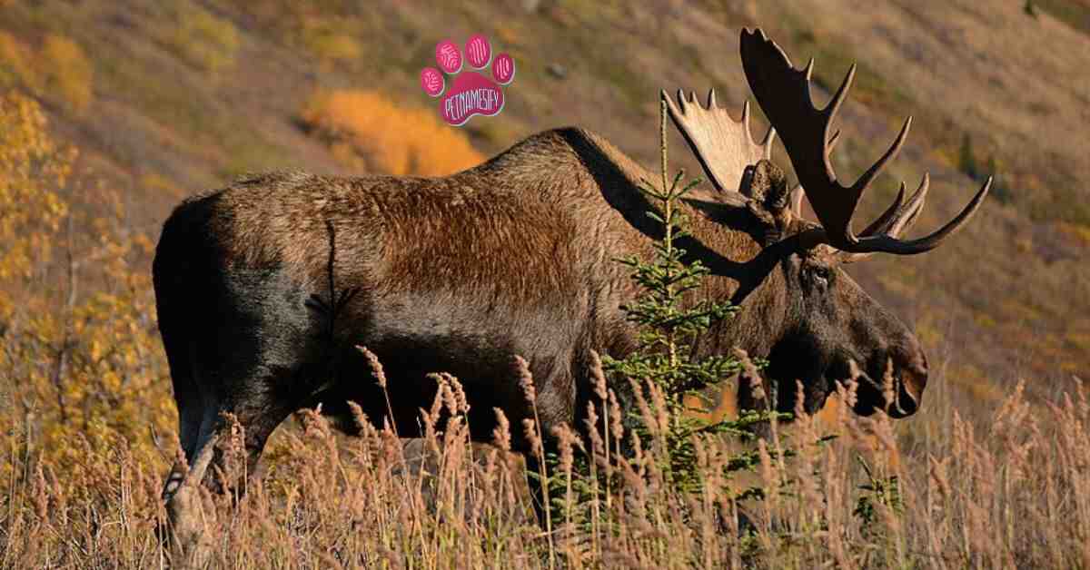 250+ Cool And Badass Moose Names With Name Generator