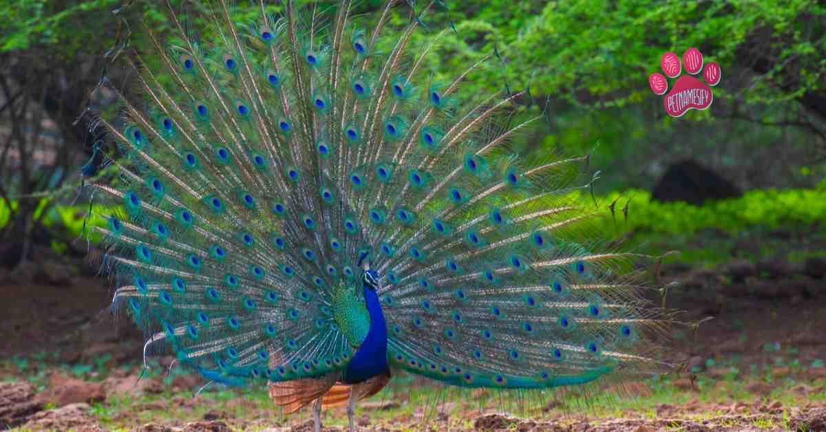 250+ Beautiful Peacock Names With Generator