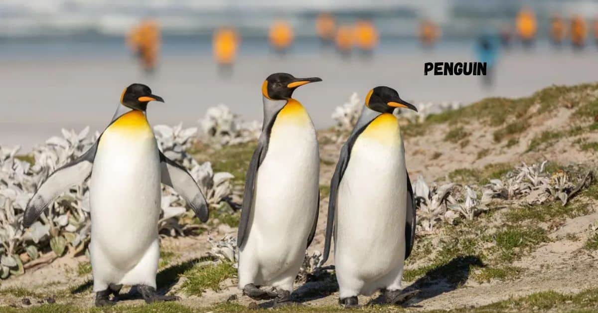 250+ Cute And Funny Penguin Names With Generator