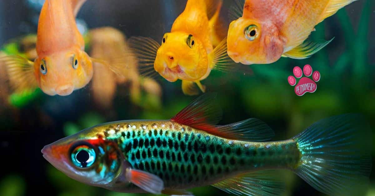 500+ Cute And Catchy Pet Fish Names With Name Generator