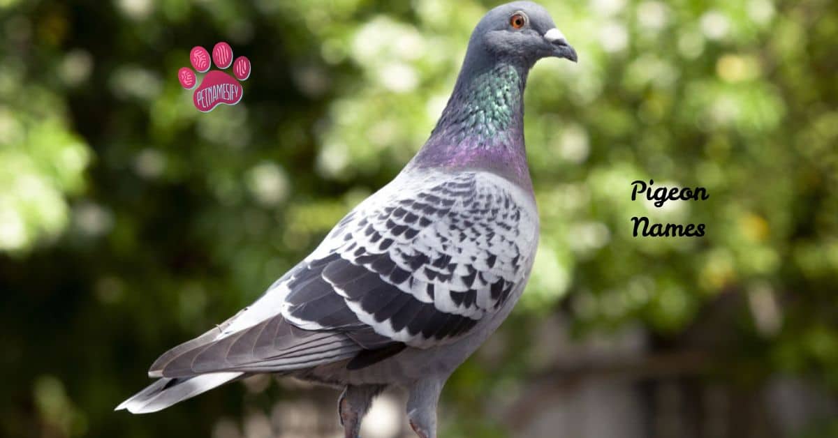 250+ Cute And Catchy Pigeon Names With Generator