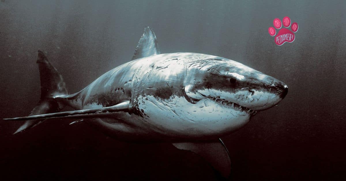 250+ Catchy And Badass Shark Names With Generator