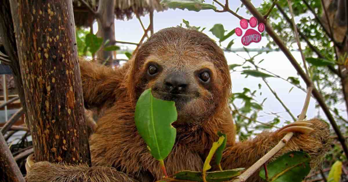 250+ Cute And Funny Sloth Names With Name Generator