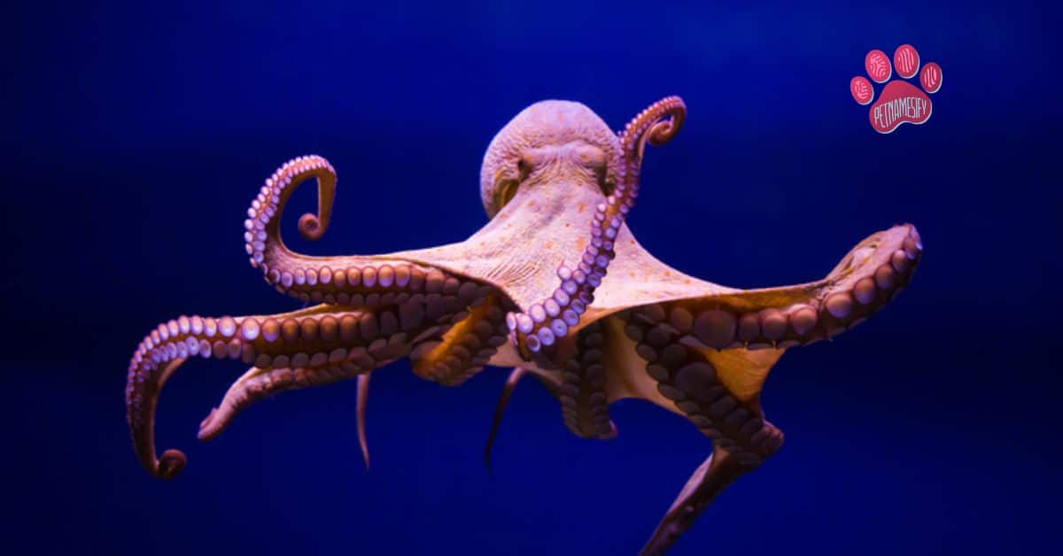 250+ Cute And Catchy Squid Names With Name Generator