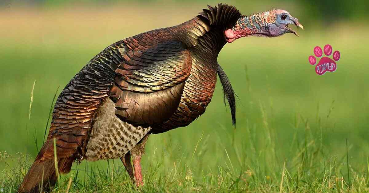 200+ Catchy Turkey Names For Your Big Bird With Generator