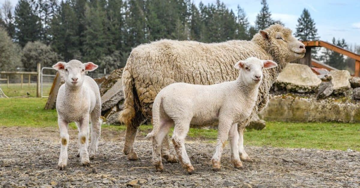 300+ Cute And Catchy Sheep Names With Generator